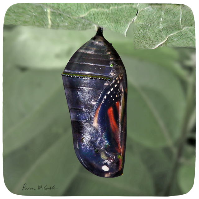 (image for) Purple Monarch Chrysalis